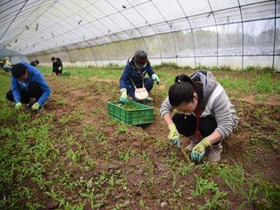 罗马生菜供应信息：上海农业保险让农民旱涝保收 绿叶菜价保持稳定
